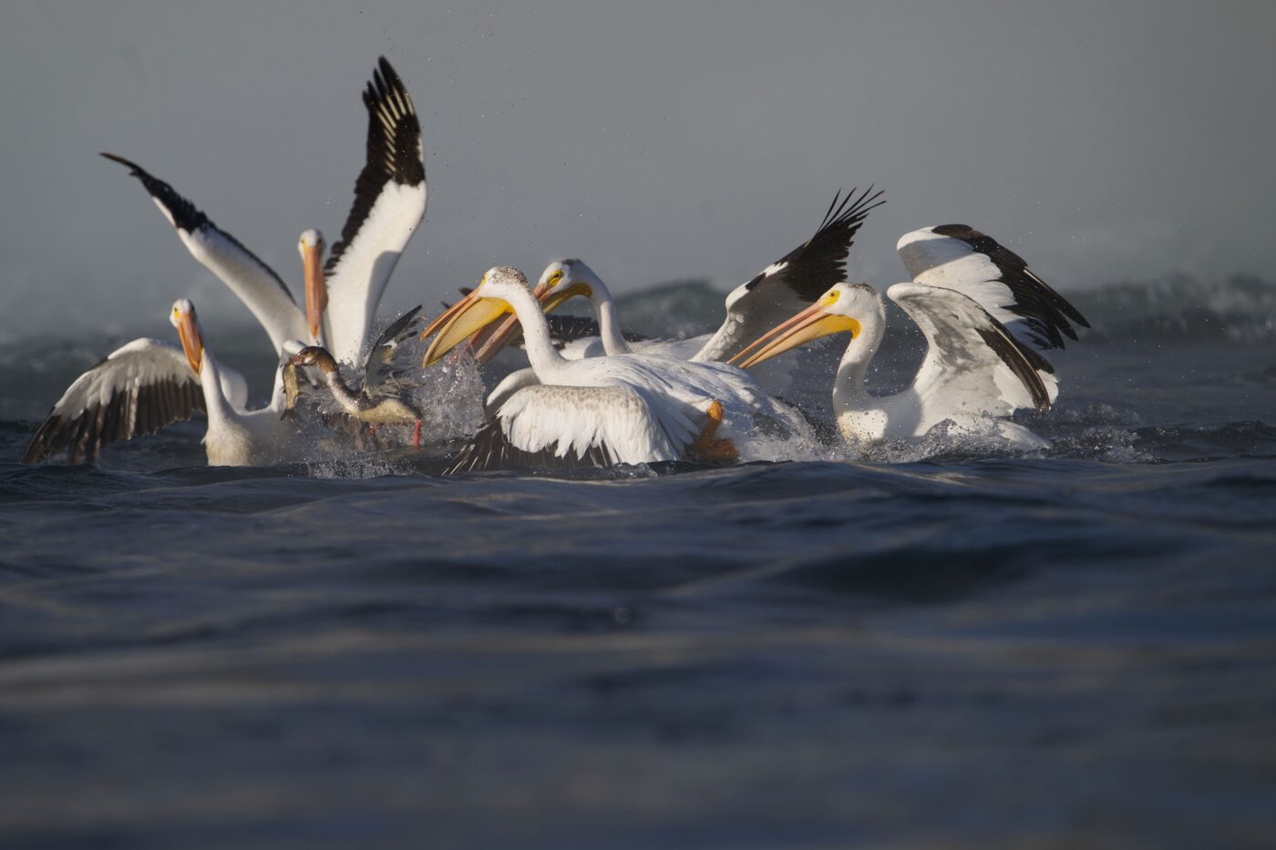 Portfolio Ephriam Heller - Pelicans